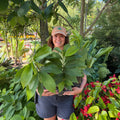 Pawpaw Tree