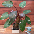 Philodendron Pink Princess 'Marble King' | PICK UP IN STORE ONLY