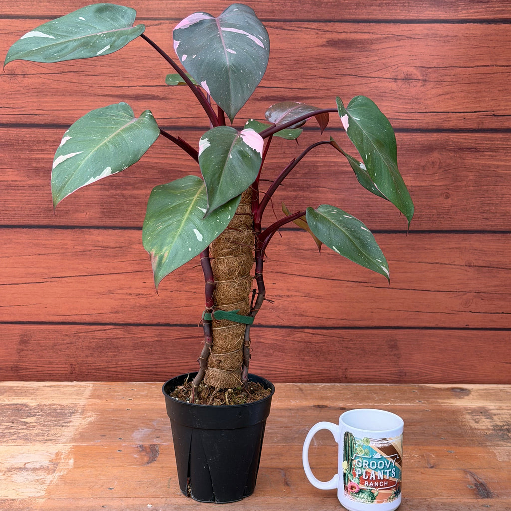 Philodendron Pink Princess 'Marble King' | PICK UP IN STORE ONLY
