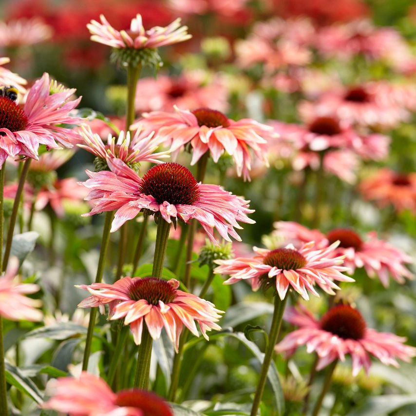 Echinacea 'Playful Meadow Mama'