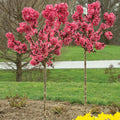 Ruby Ruffle™ Patio Peach Tree