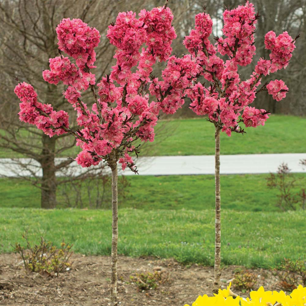 Ruby Ruffle™ Patio Peach Tree