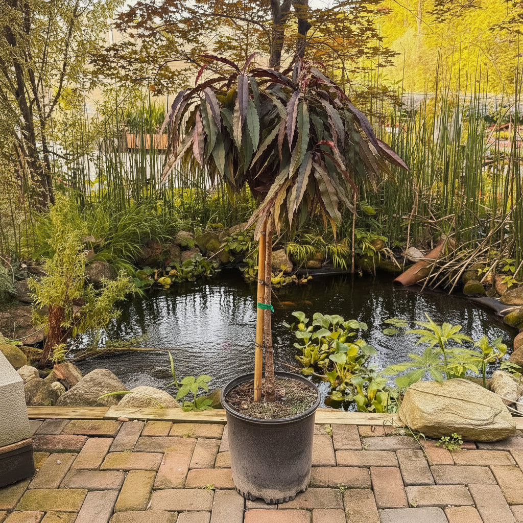 Ruby Ruffle™ Patio Peach Tree
