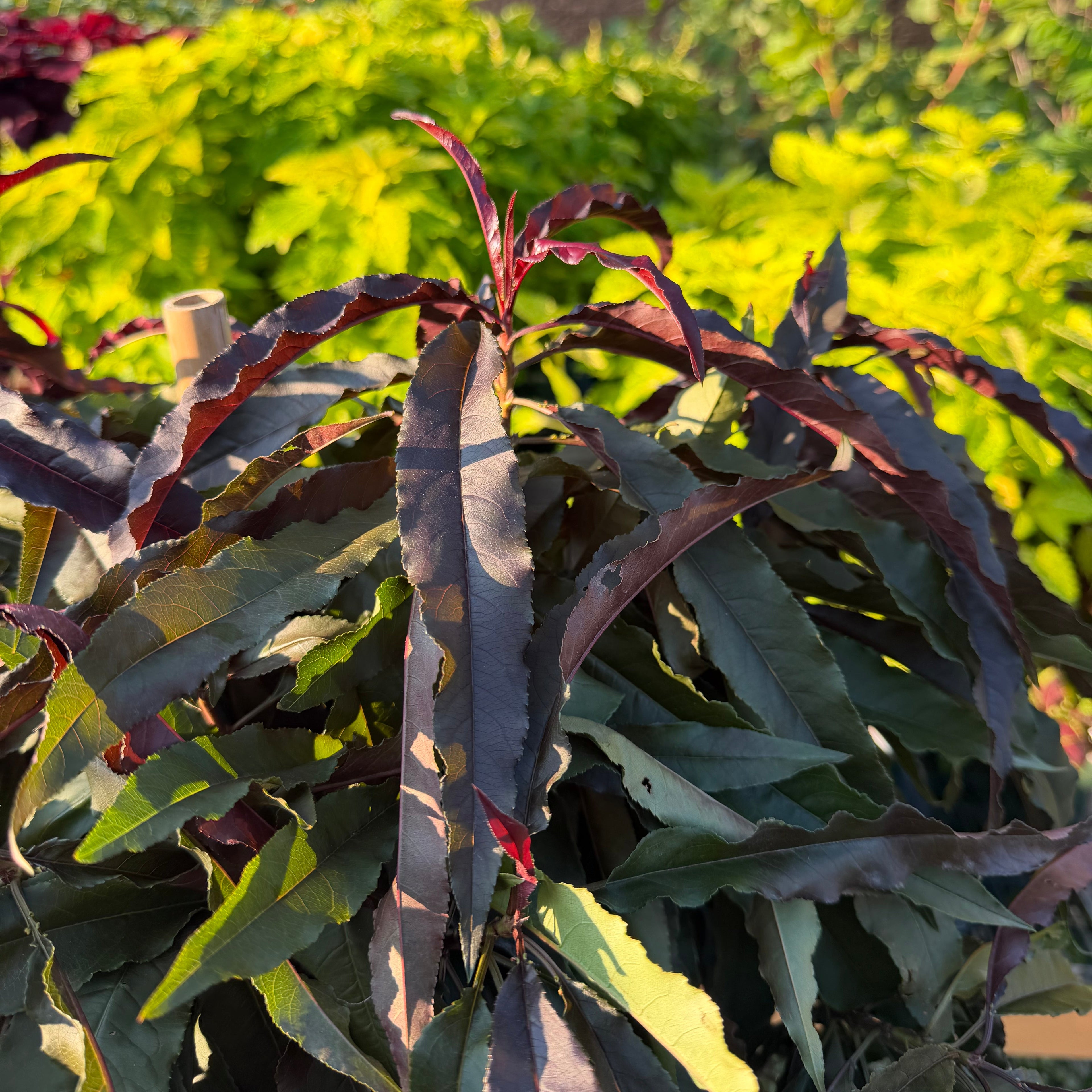 Ruby Ruffle™ Patio Peach Tree
