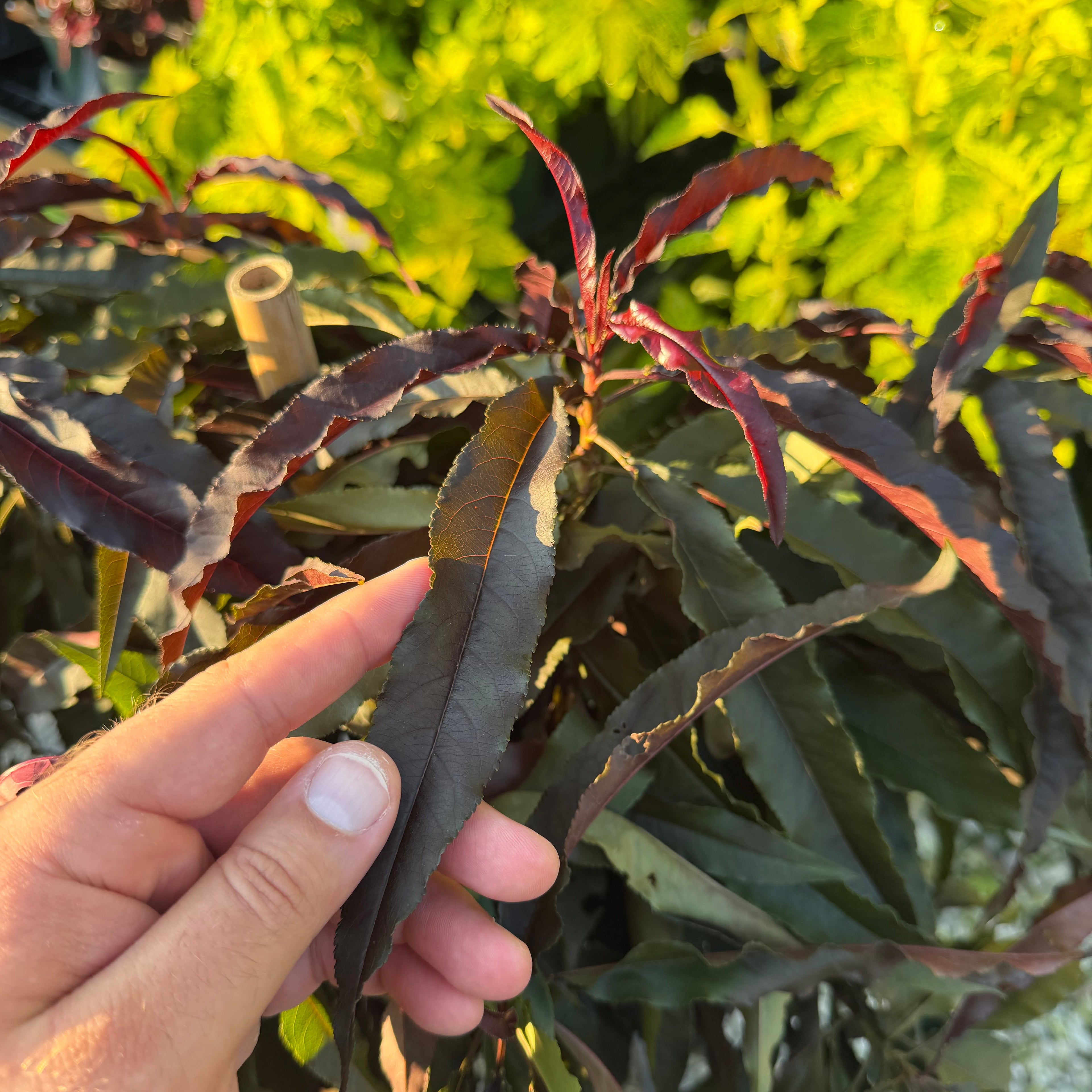 Ruby Ruffle™ Patio Peach Tree