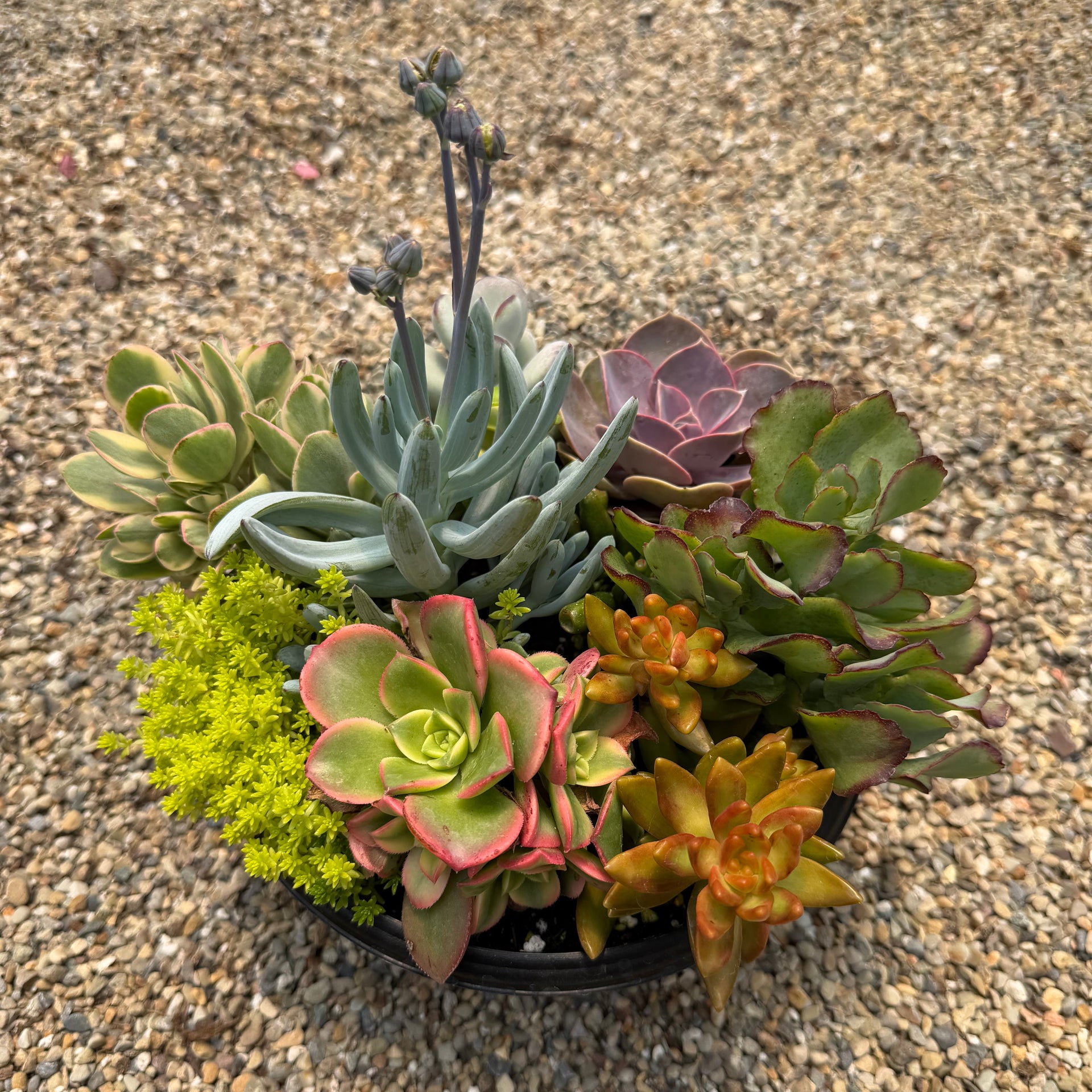 Mixed Succulent Bowl  The Groovy Plants Ranch LLC