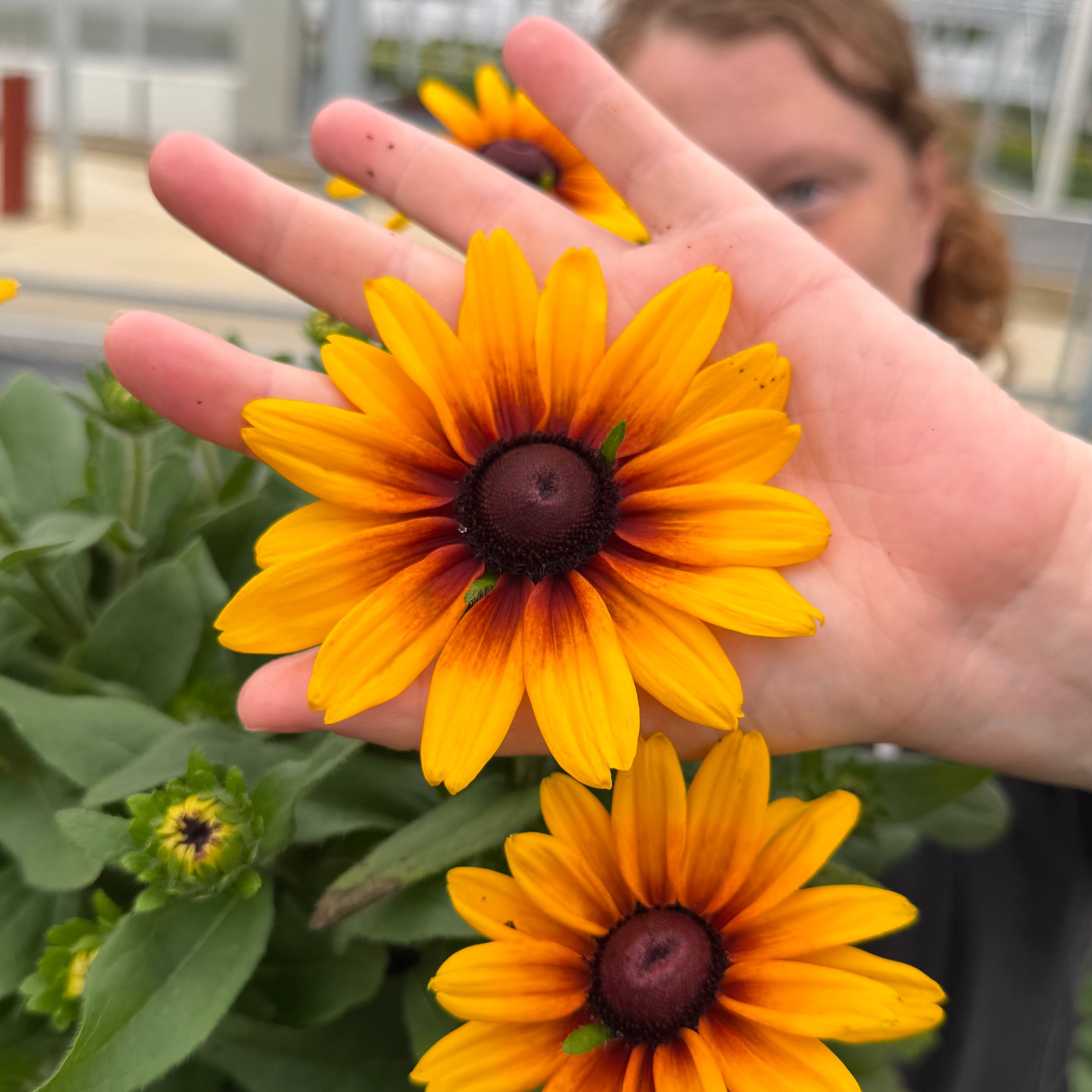 Sunbeckia® 'Carla'