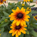Sunbeckia® 'Carla'
