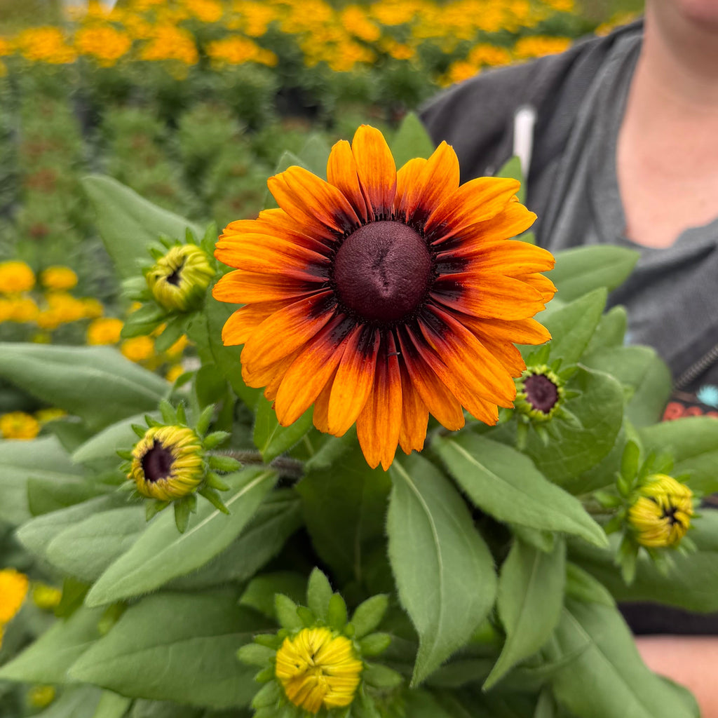 Sunbeckia® 'Caramel'