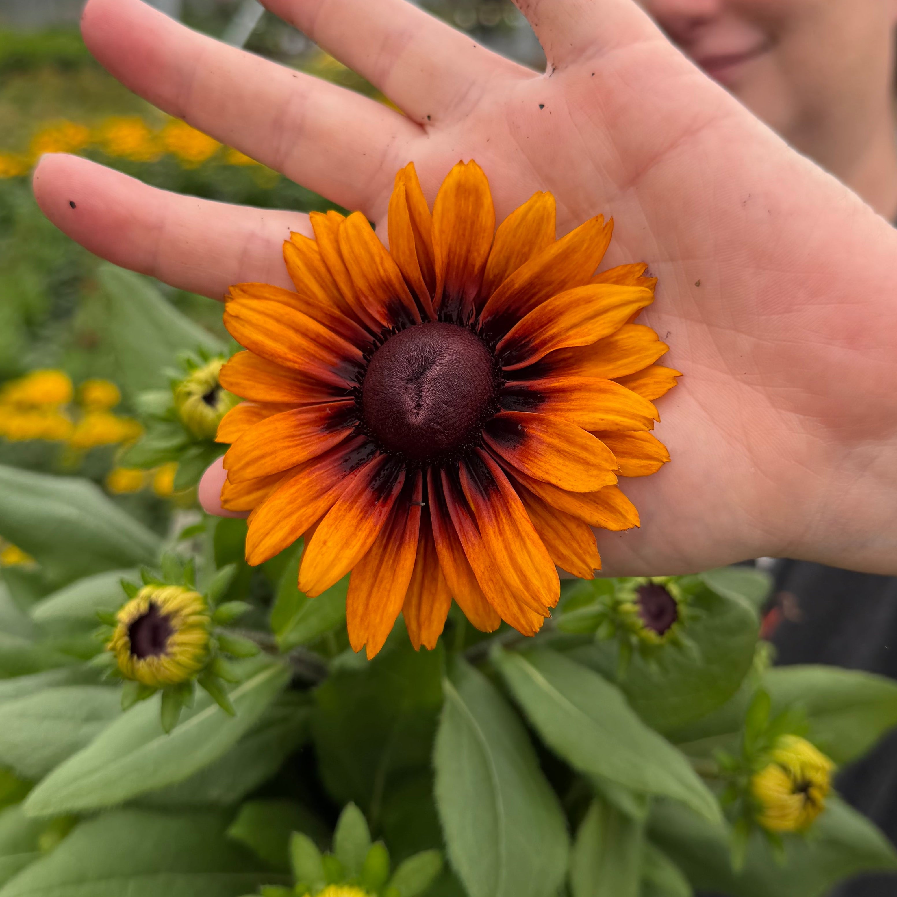 Sunbeckia® 'Caramel'