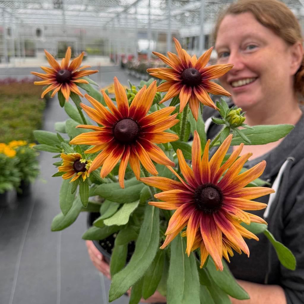 Sunbeckia® 'Cherry'