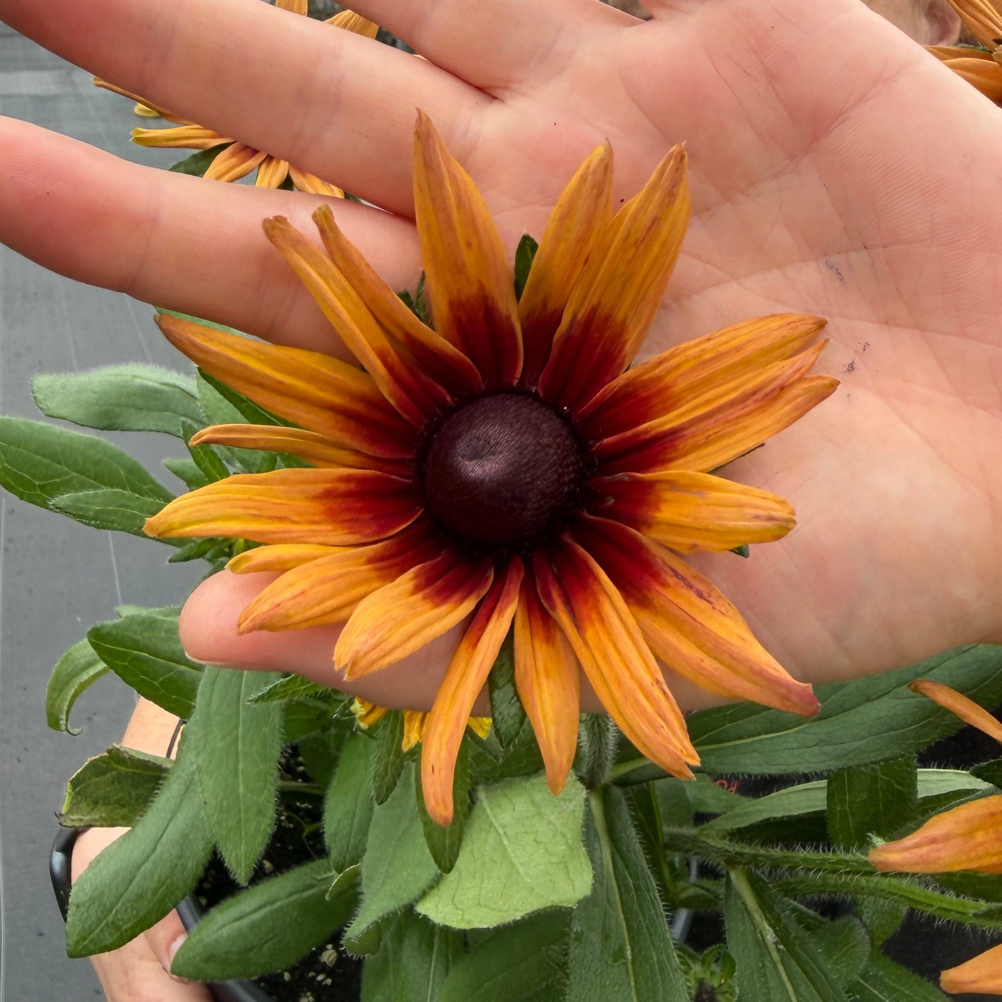 Sunbeckia® 'Cherry'