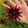 Sunbeckia® 'Scarlet'
