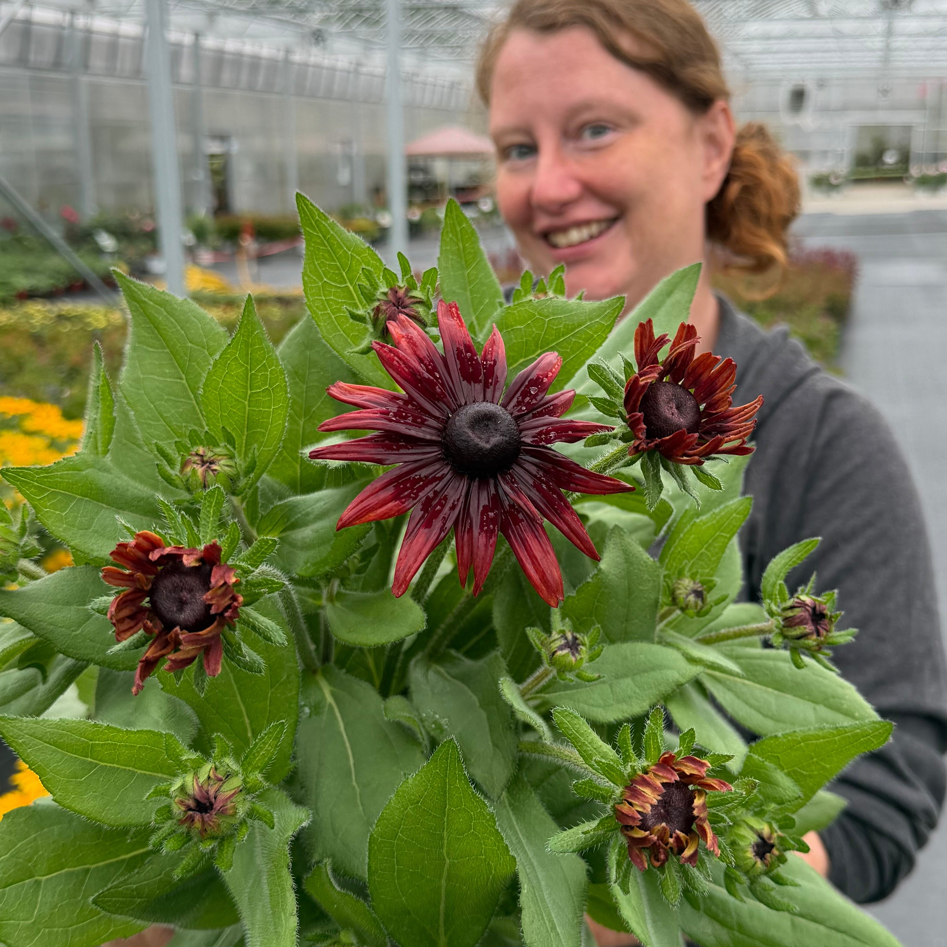 Sunbeckia® 'Scarlet'