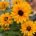 Sunbeckia® 'Isabella'