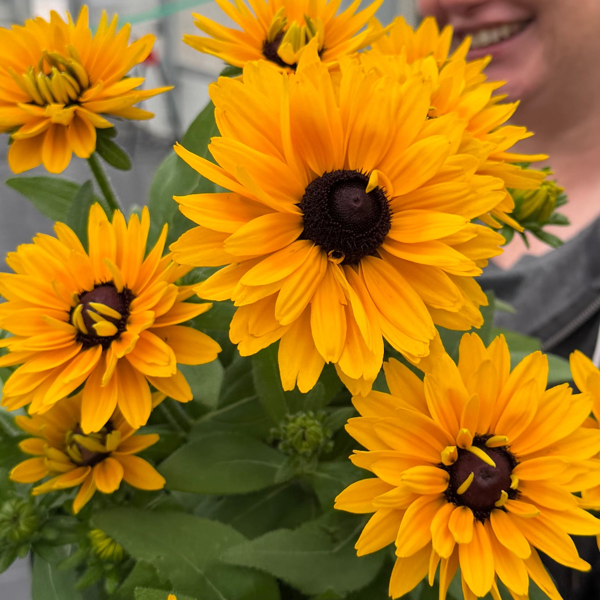 Sunbeckia® 'Isabella'