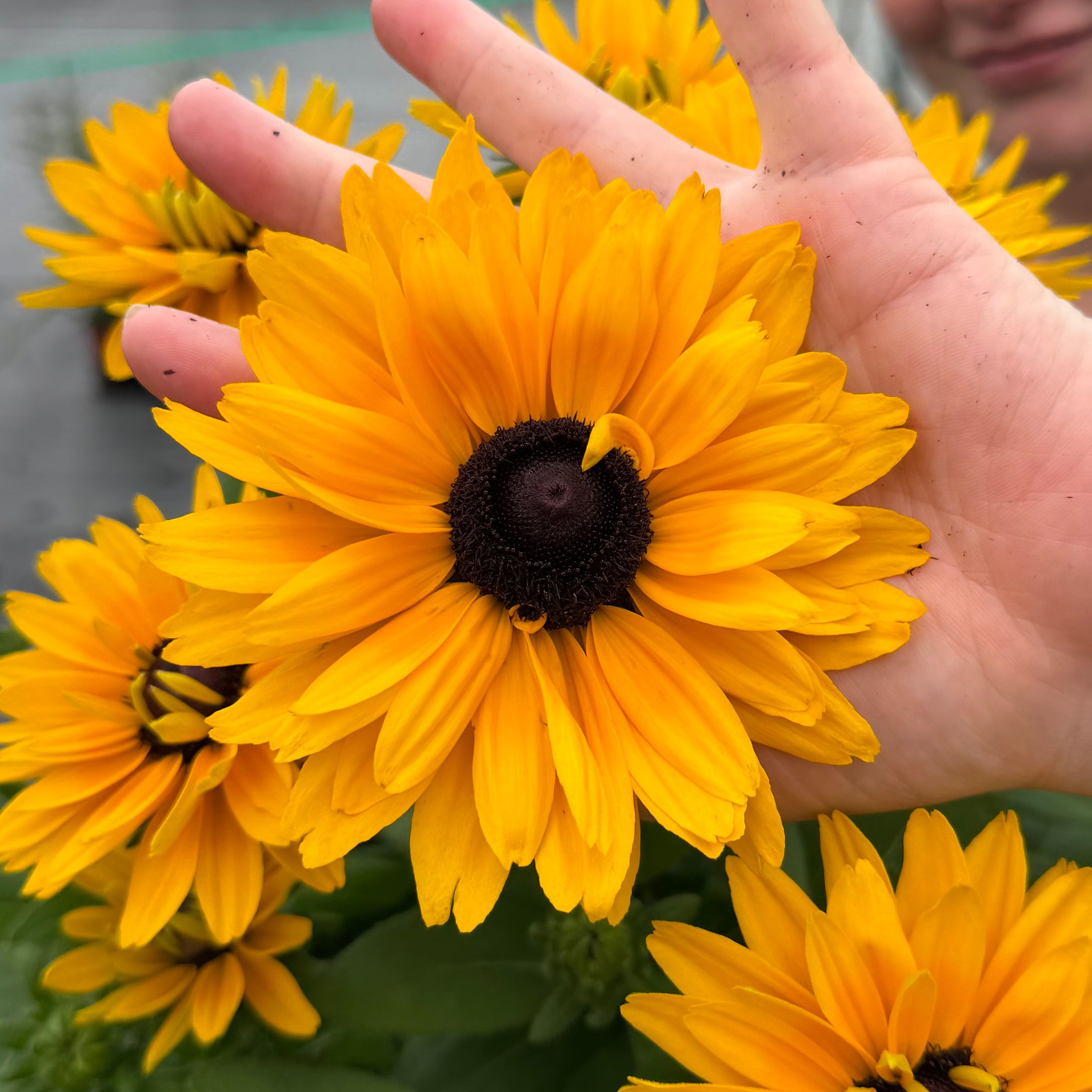 Sunbeckia® 'Isabella'
