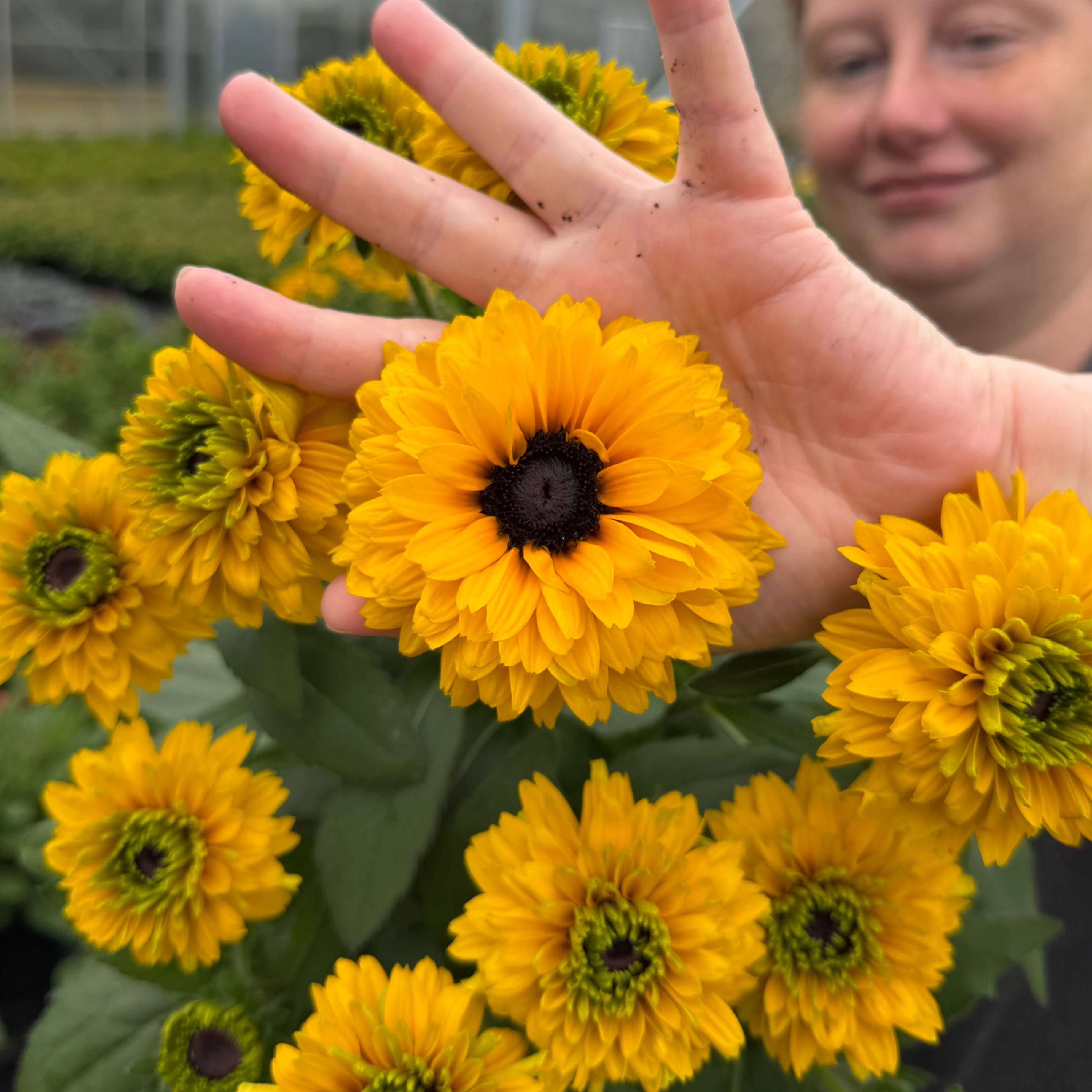 Sunbeckia® 'Noa'