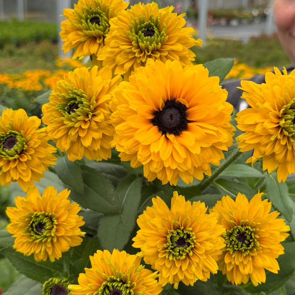 Sunbeckia® 'Noa'