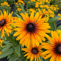 Sunbeckia® 'Stella'