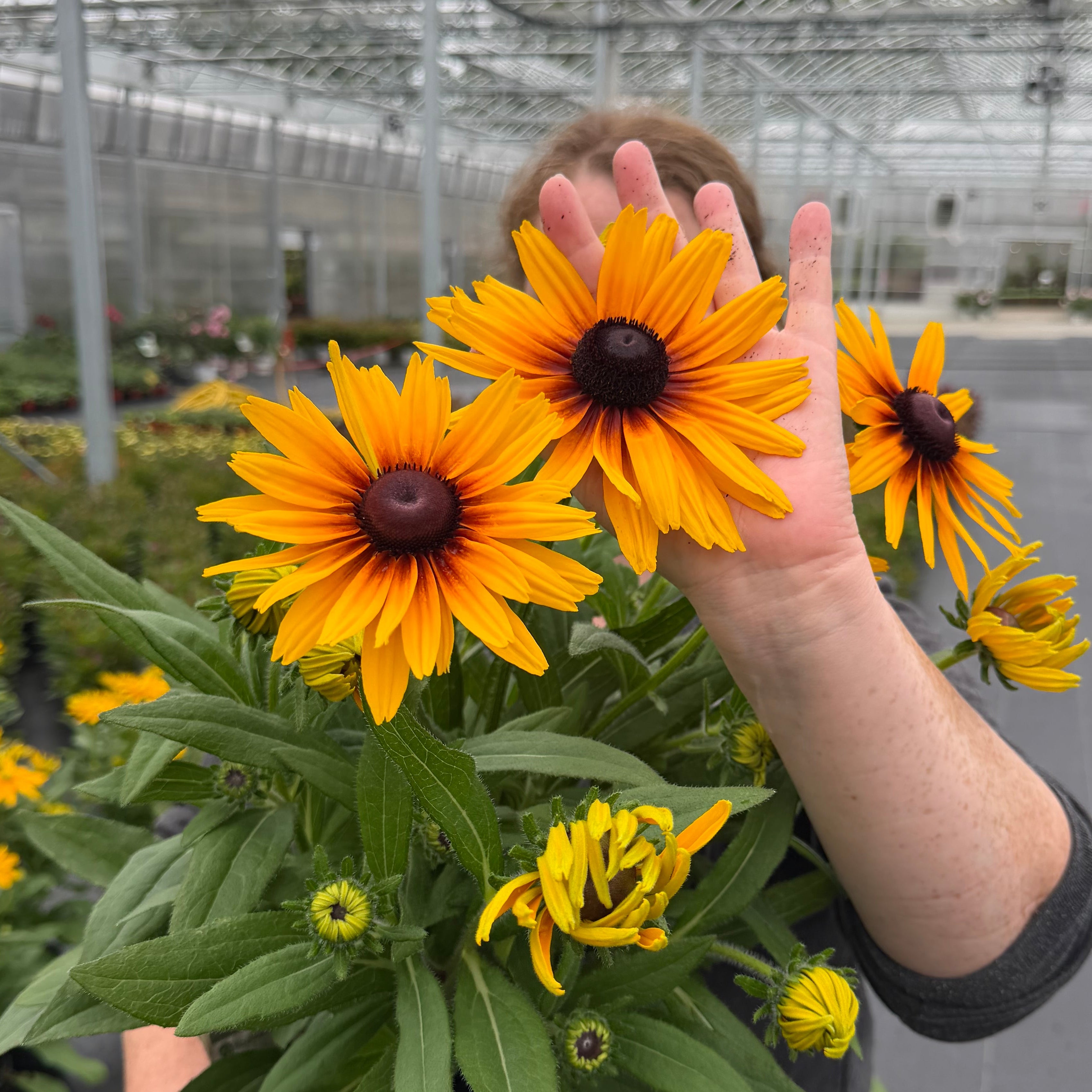 Sunbeckia® 'Stella'
