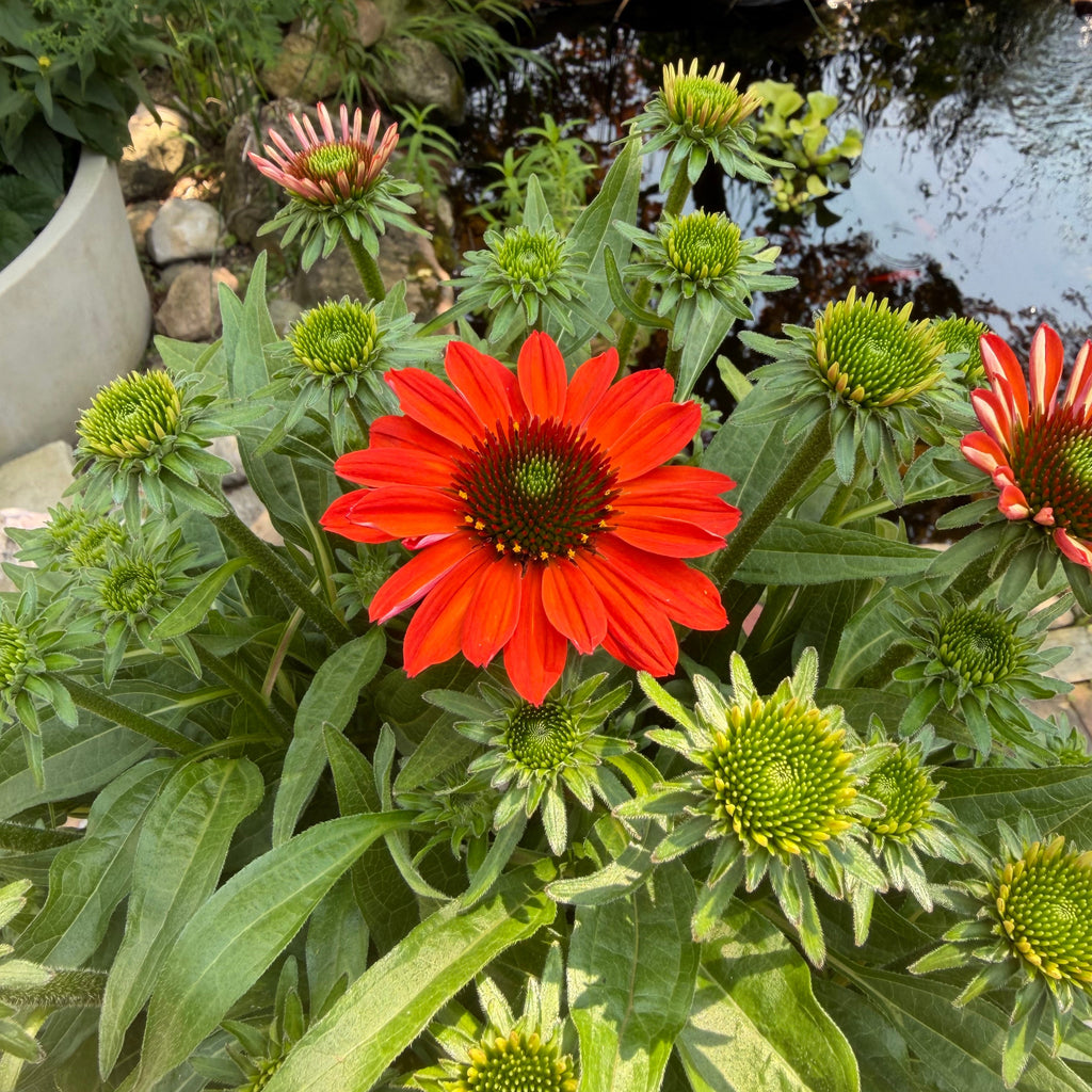 Coneflower | Echinacea SunMagic® Vintage Electric Orange