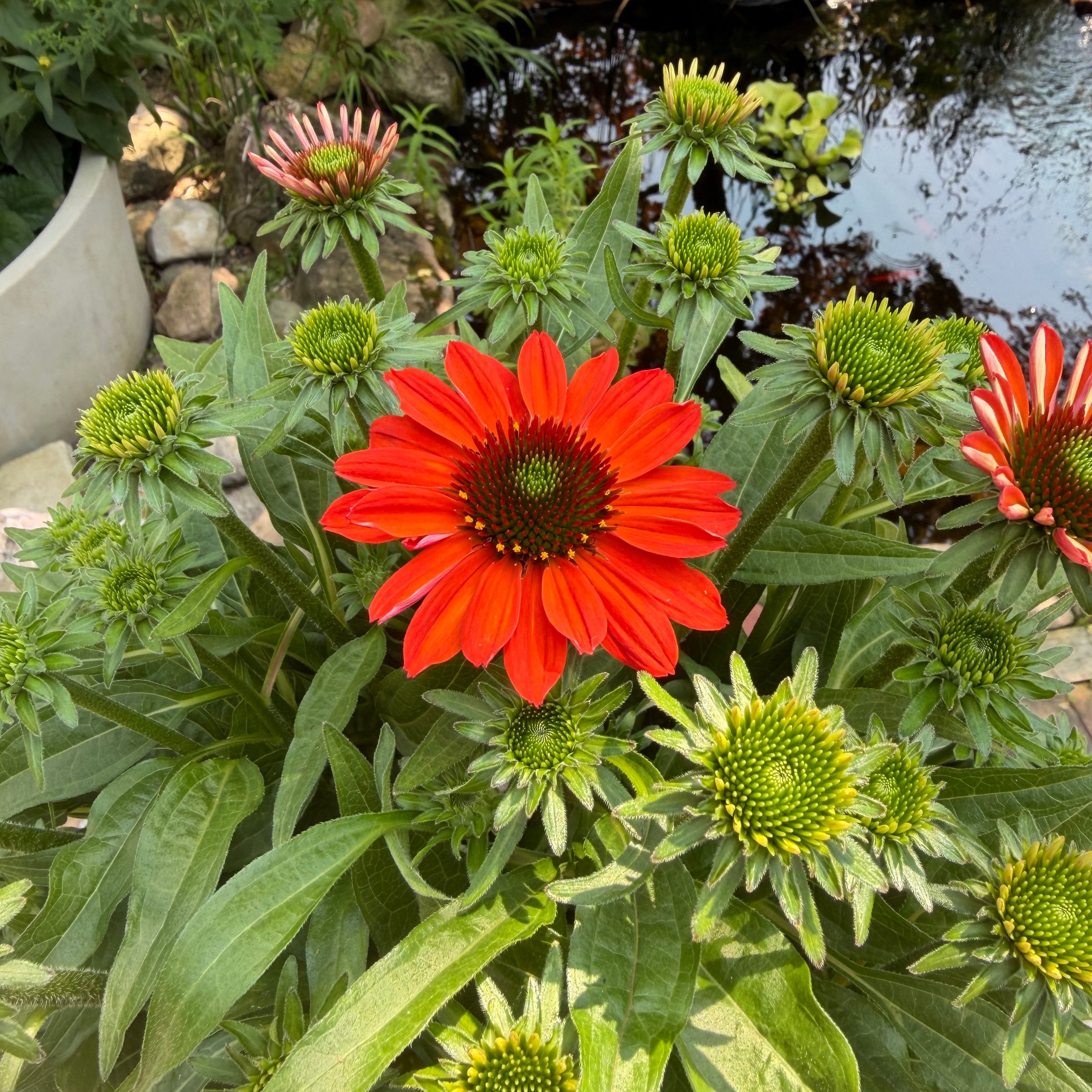 Coneflower | Echinacea SunMagic® Vintage Electric Orange