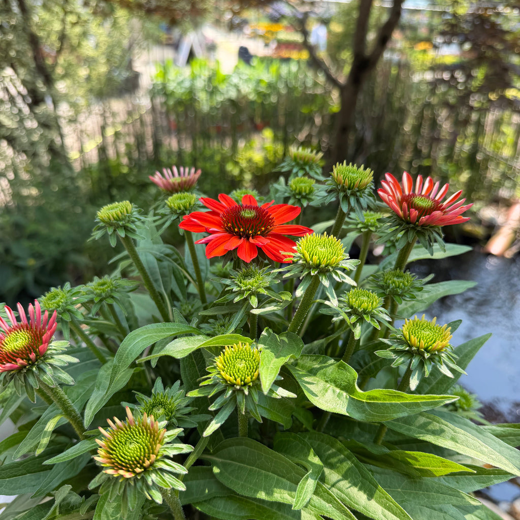 Coneflower | Echinacea SunMagic® Vintage Electric Orange