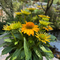 Coneflower | Echinacea SunMagic® Vintage Mango