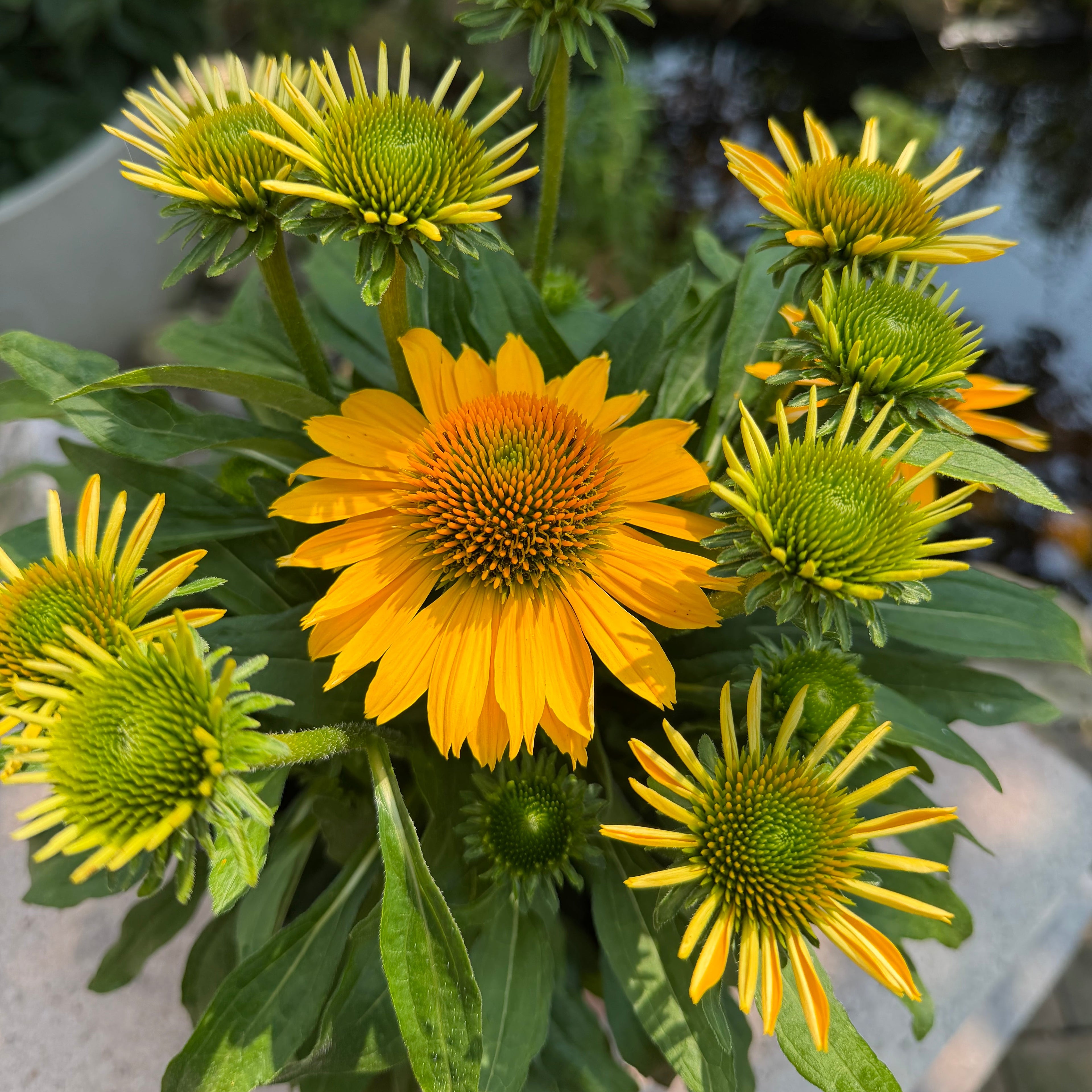 Coneflower | Echinacea SunMagic® Vintage Mango