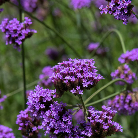 Verbena 'Butterfly Bodega' ~ Trio of 3 Hefty Plants for Preorder