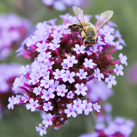 Verbena 'Butterfly Bodega' ~ Trio of 3 Hefty Plants for Preorder