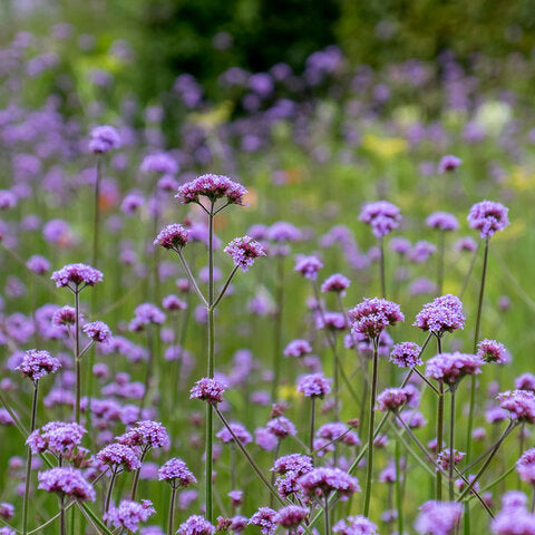 Verbena 'Butterfly Bodega' ~ Trio of 3 Hefty Plants for Preorder