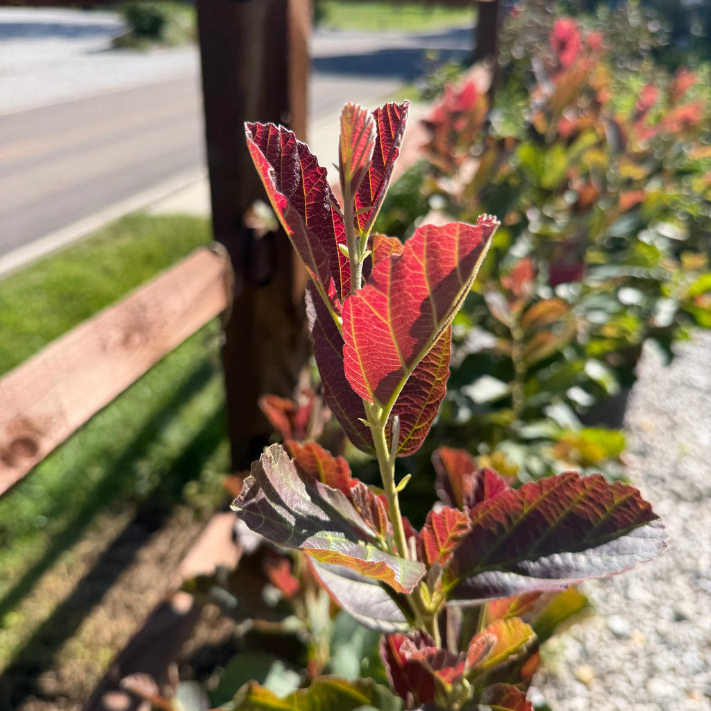 Witch Hazel 'Crimson Fire'