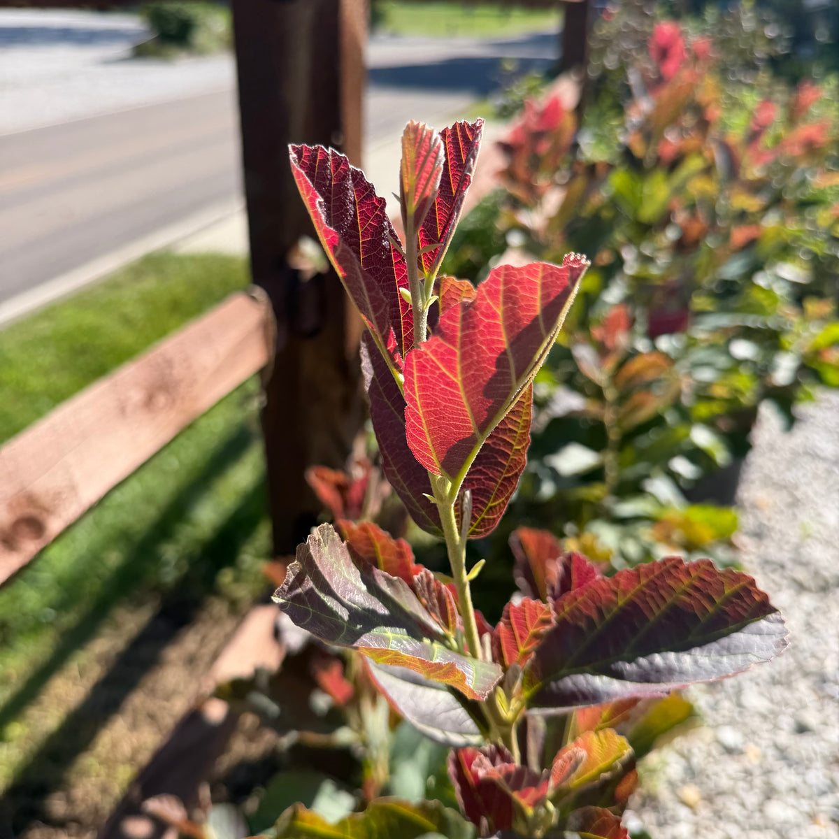 Witch Hazel 'Crimson Fire'