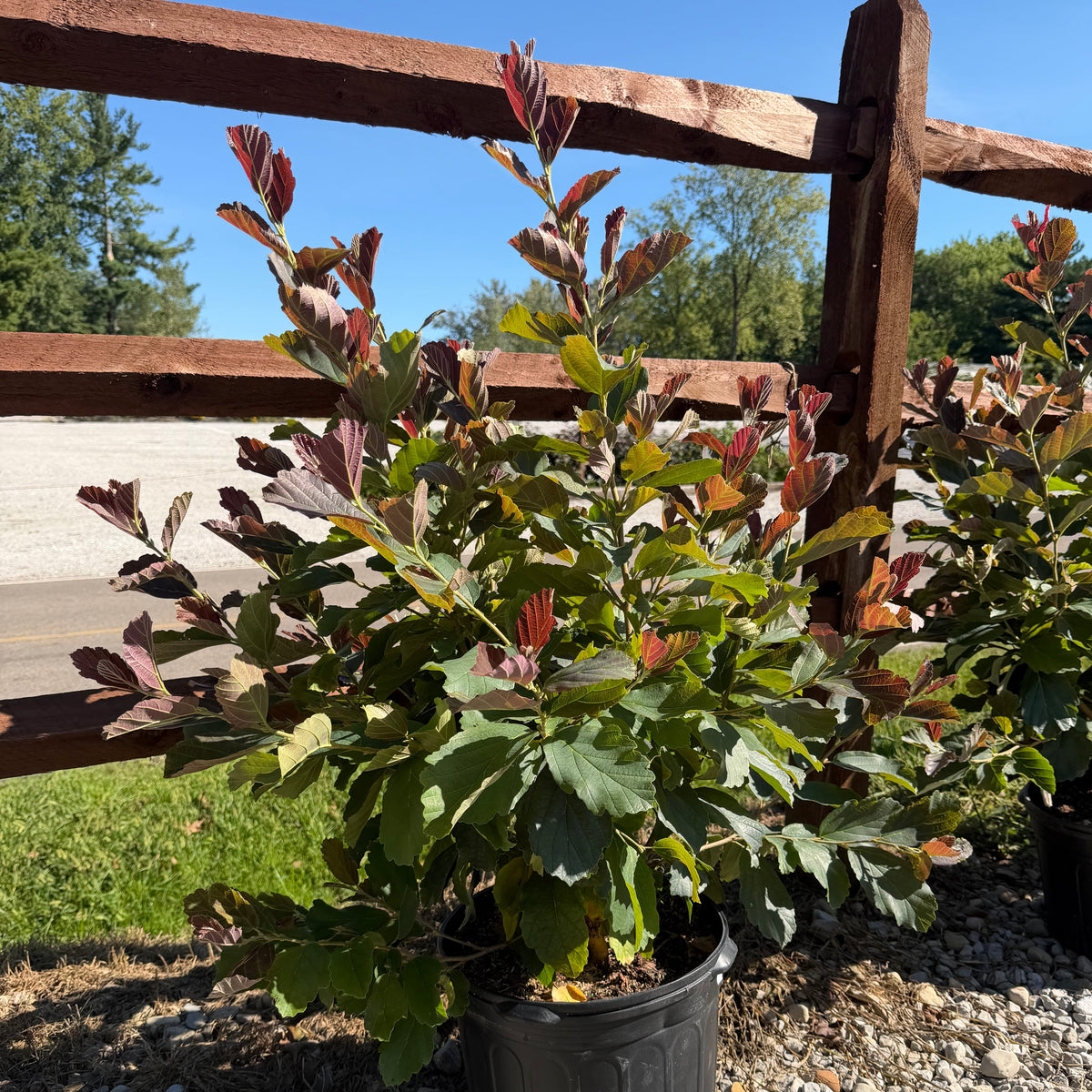 Witch Hazel 'Crimson Fire'