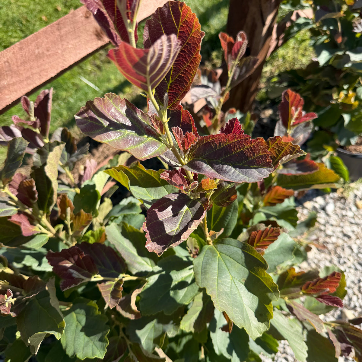 Witch Hazel 'Crimson Fire'