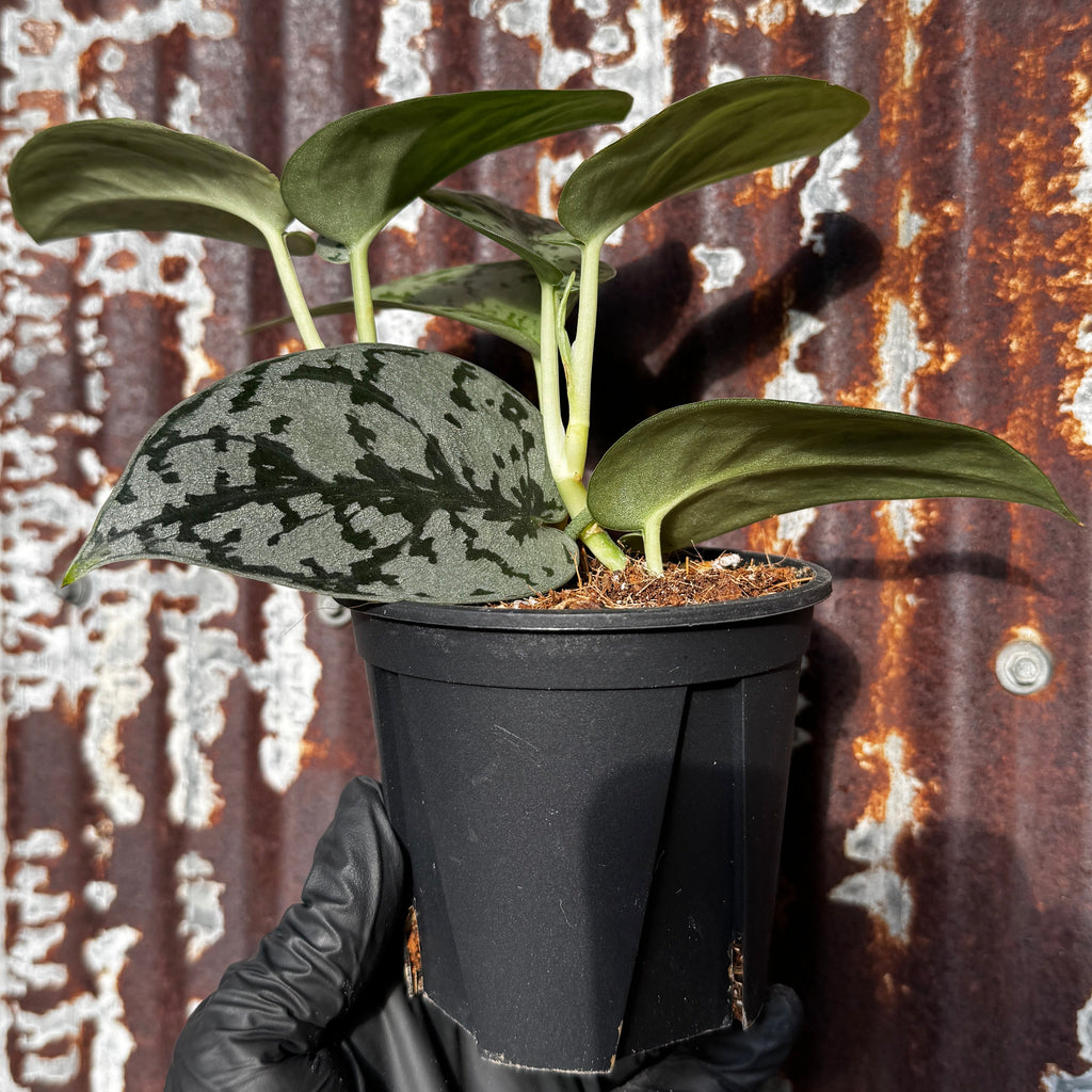 Scindapsus 'Silver Lady'