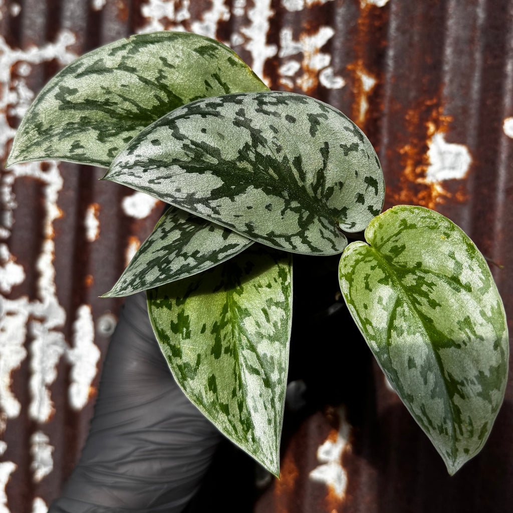 Scindapsus 'Silver Lady'