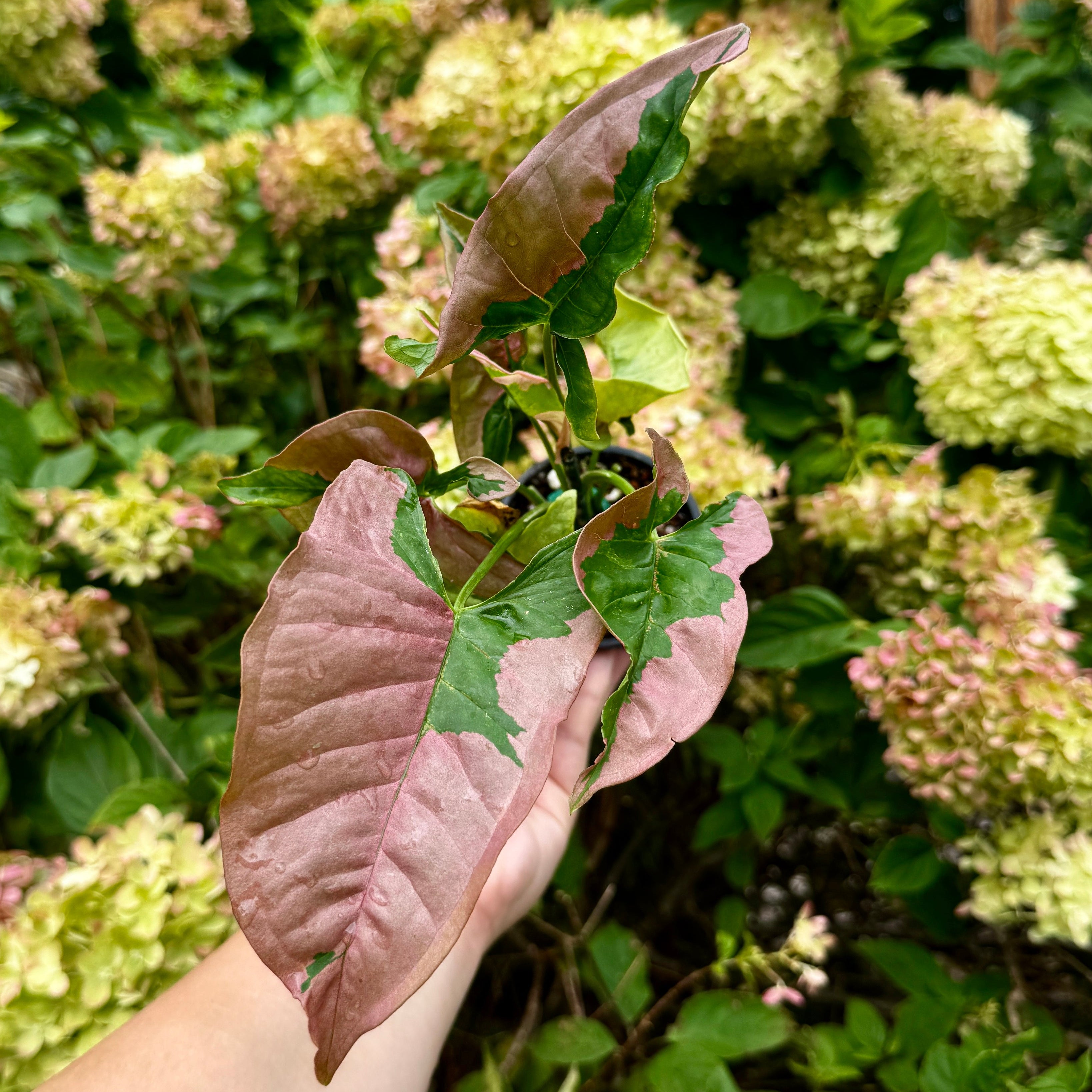 Syngonium 'Pink Lava'