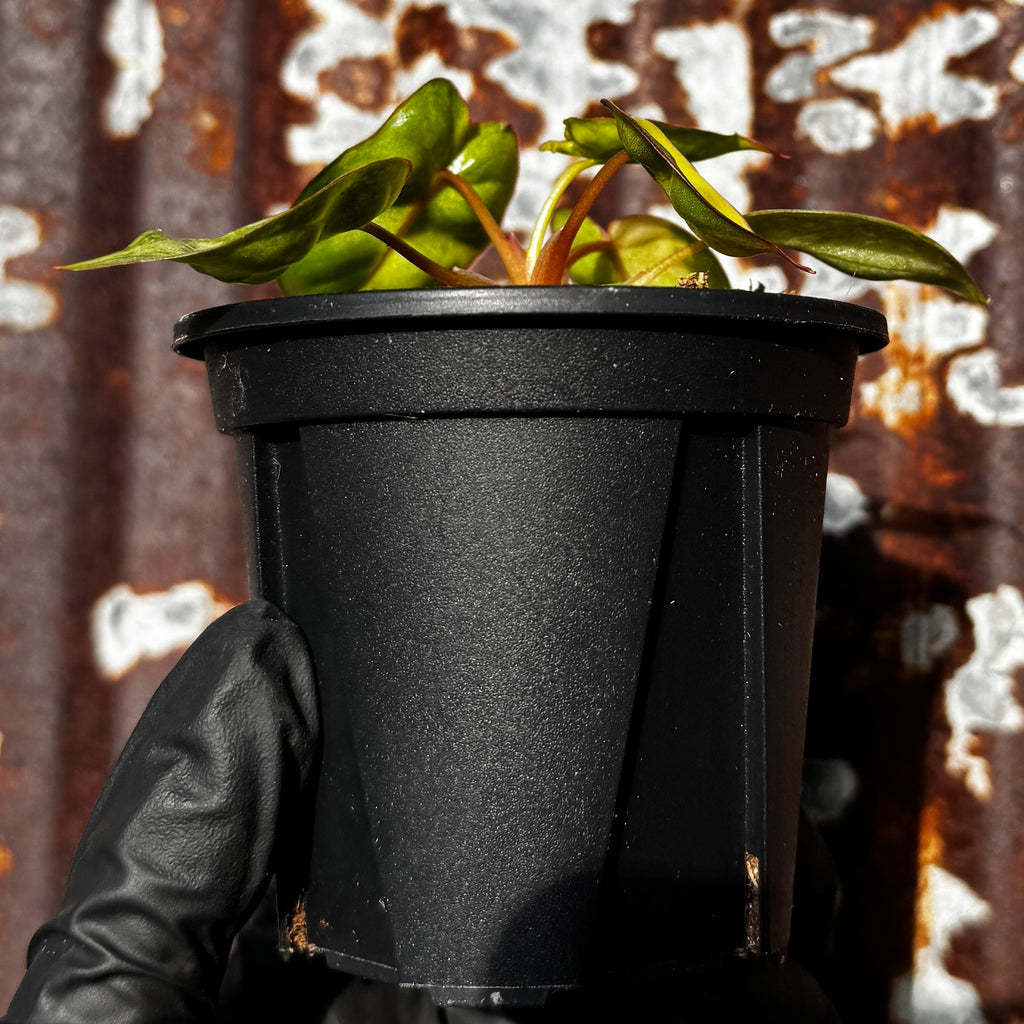 Variegated Philodendron Billie | Philodendron Billietiae Variegata