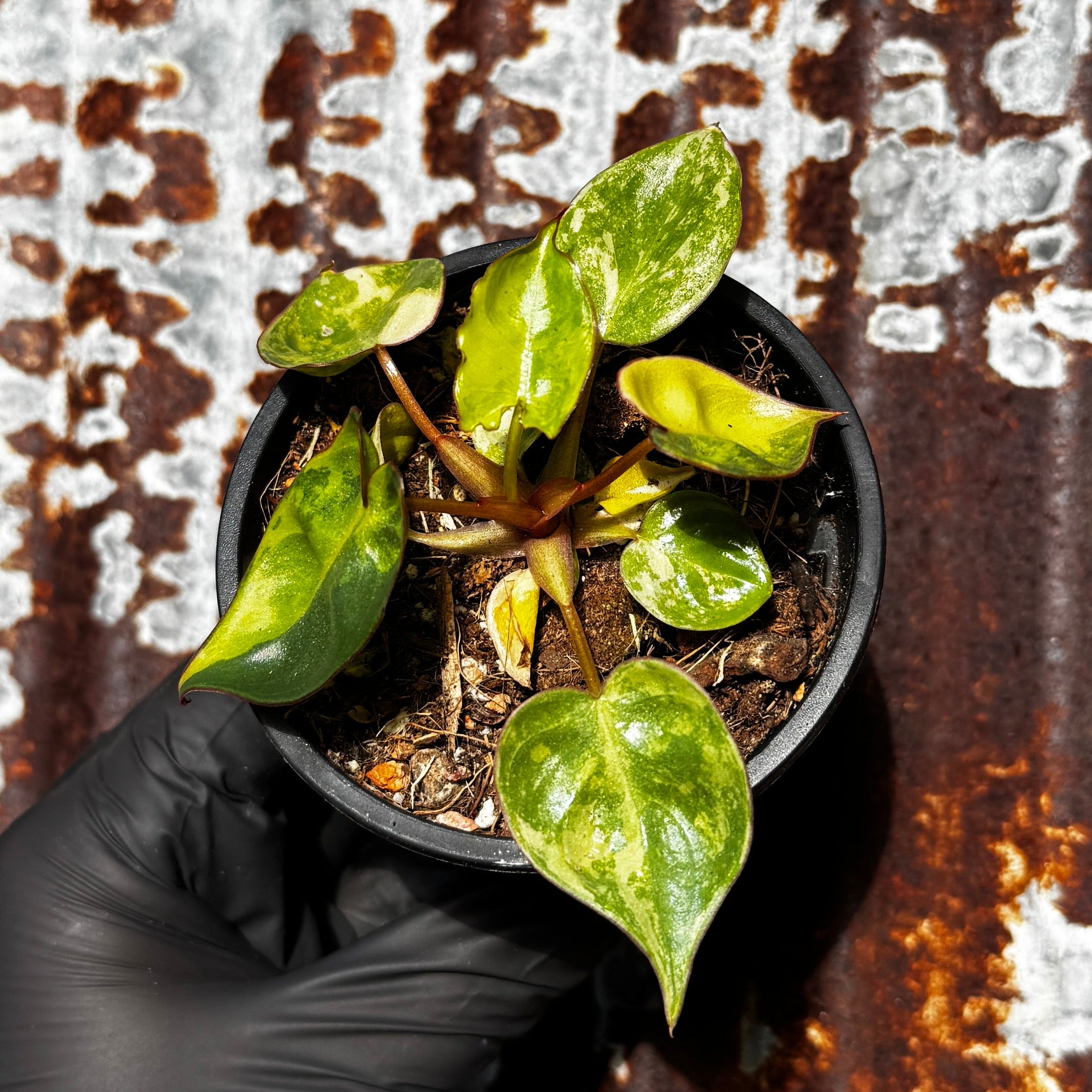 Variegated Philodendron Billie | Philodendron Billietiae Variegata
