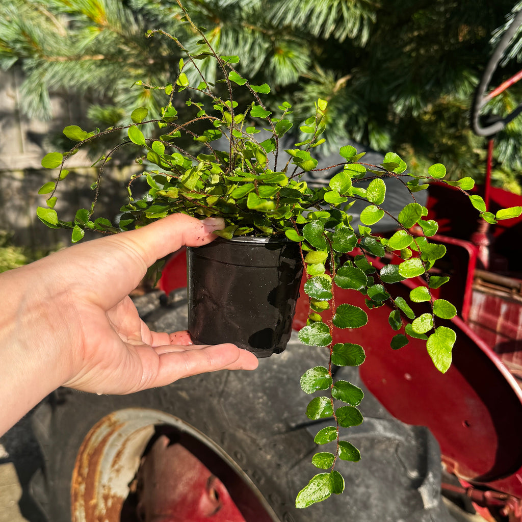 Button Fern | Pellaea rotundifolia