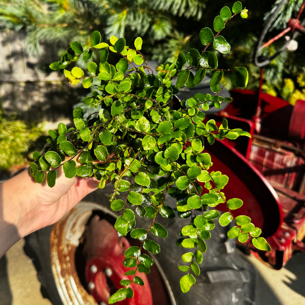 Button Fern | Pellaea rotundifolia