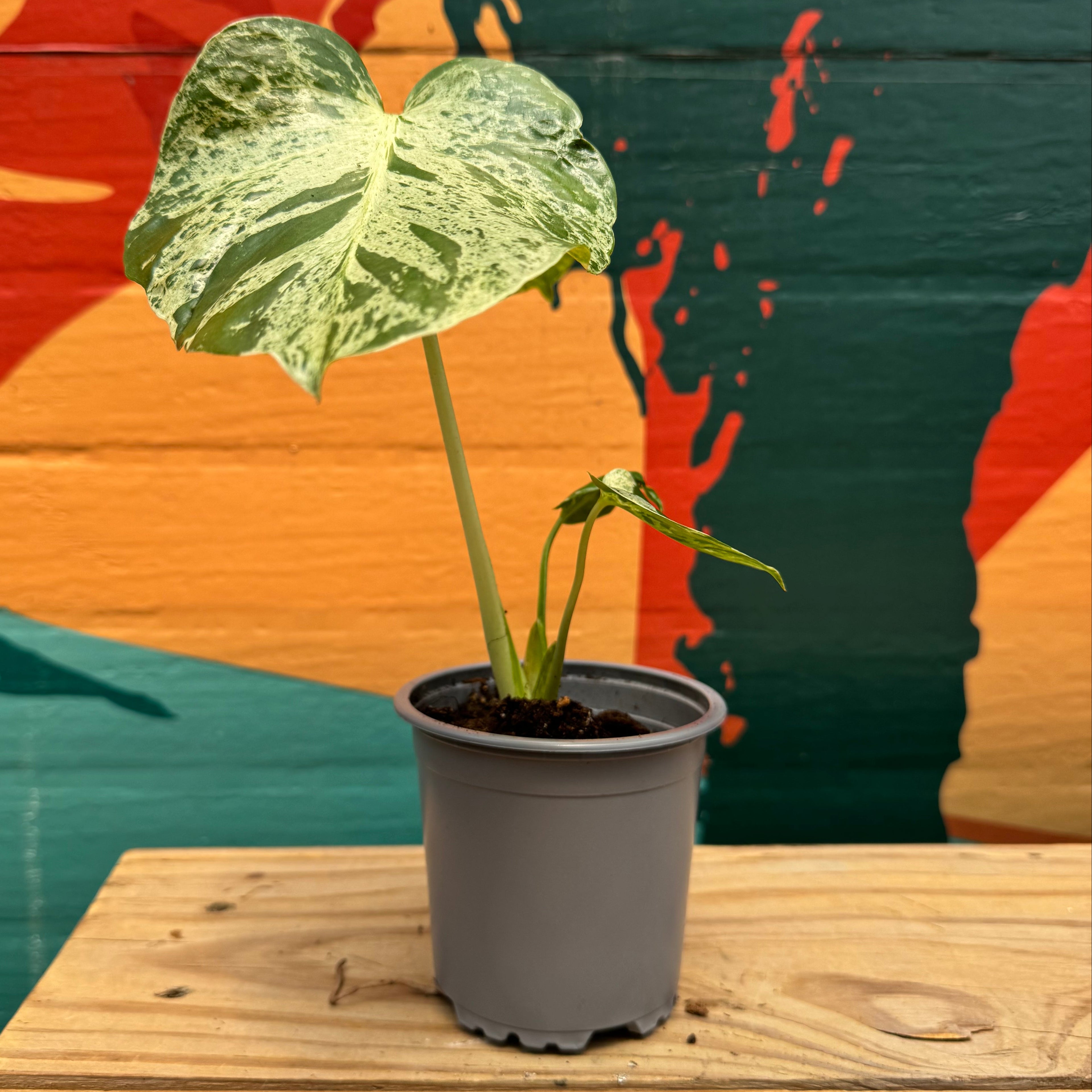 Monstera Deliciosa 'Bulbasaur'