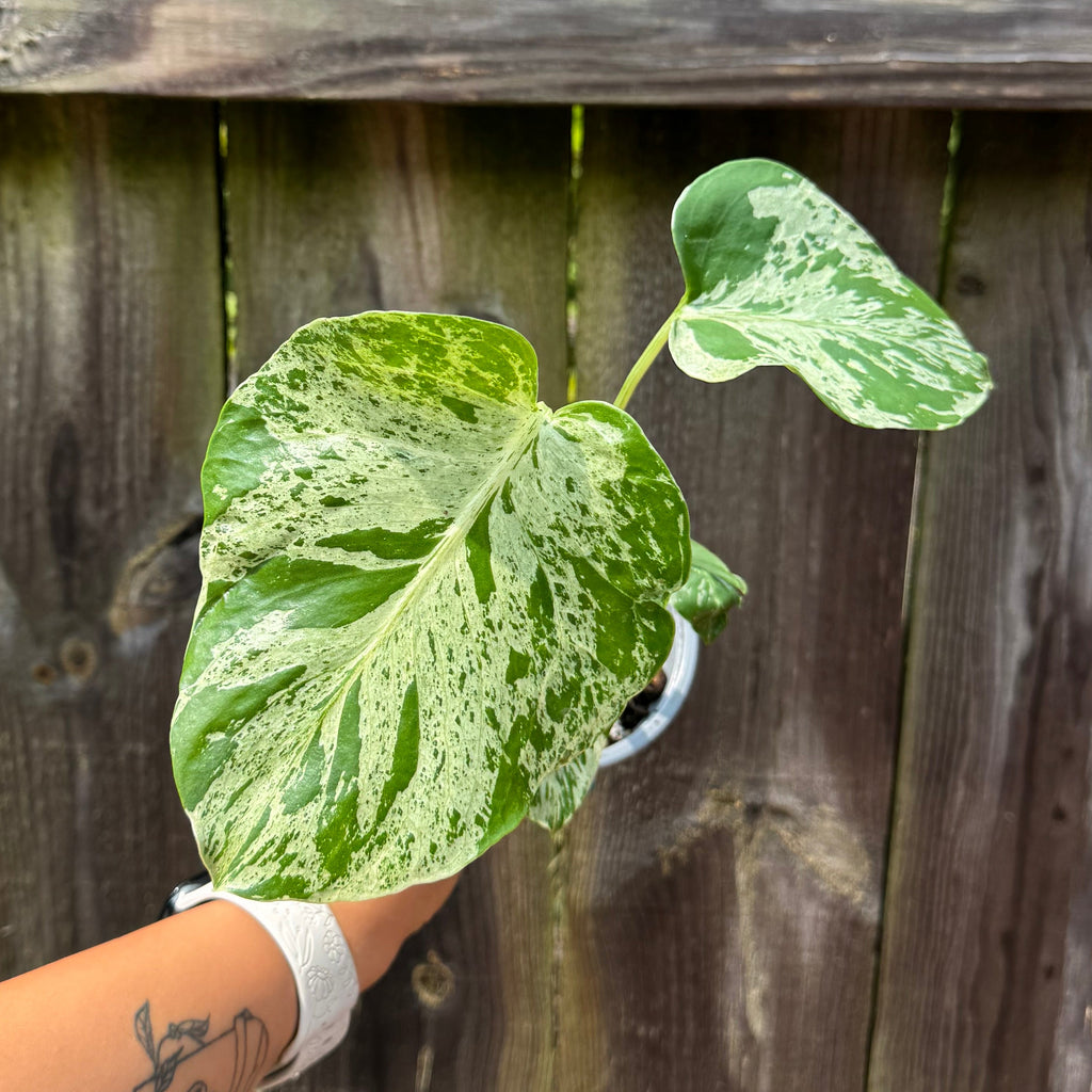 Monstera Deliciosa 'Bulbasaur'