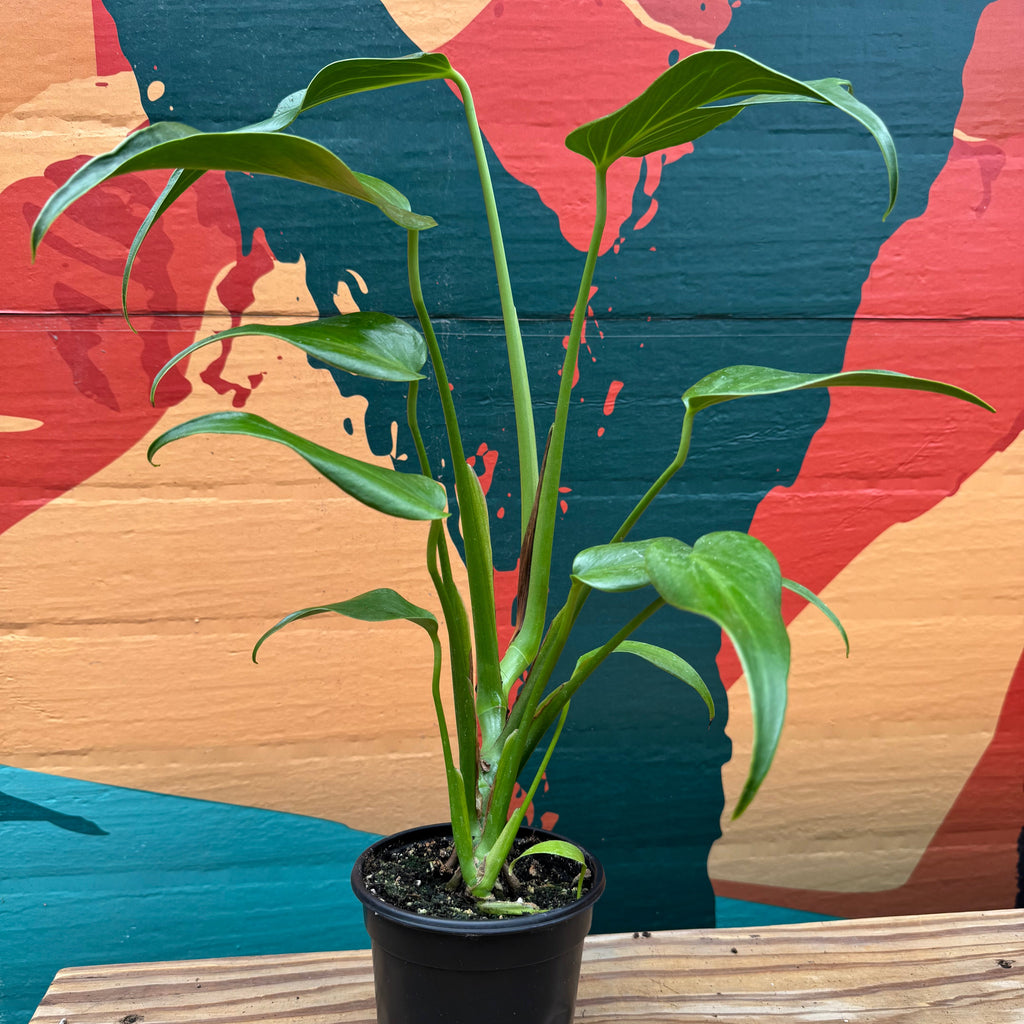 Monstera Burle Marx Flame