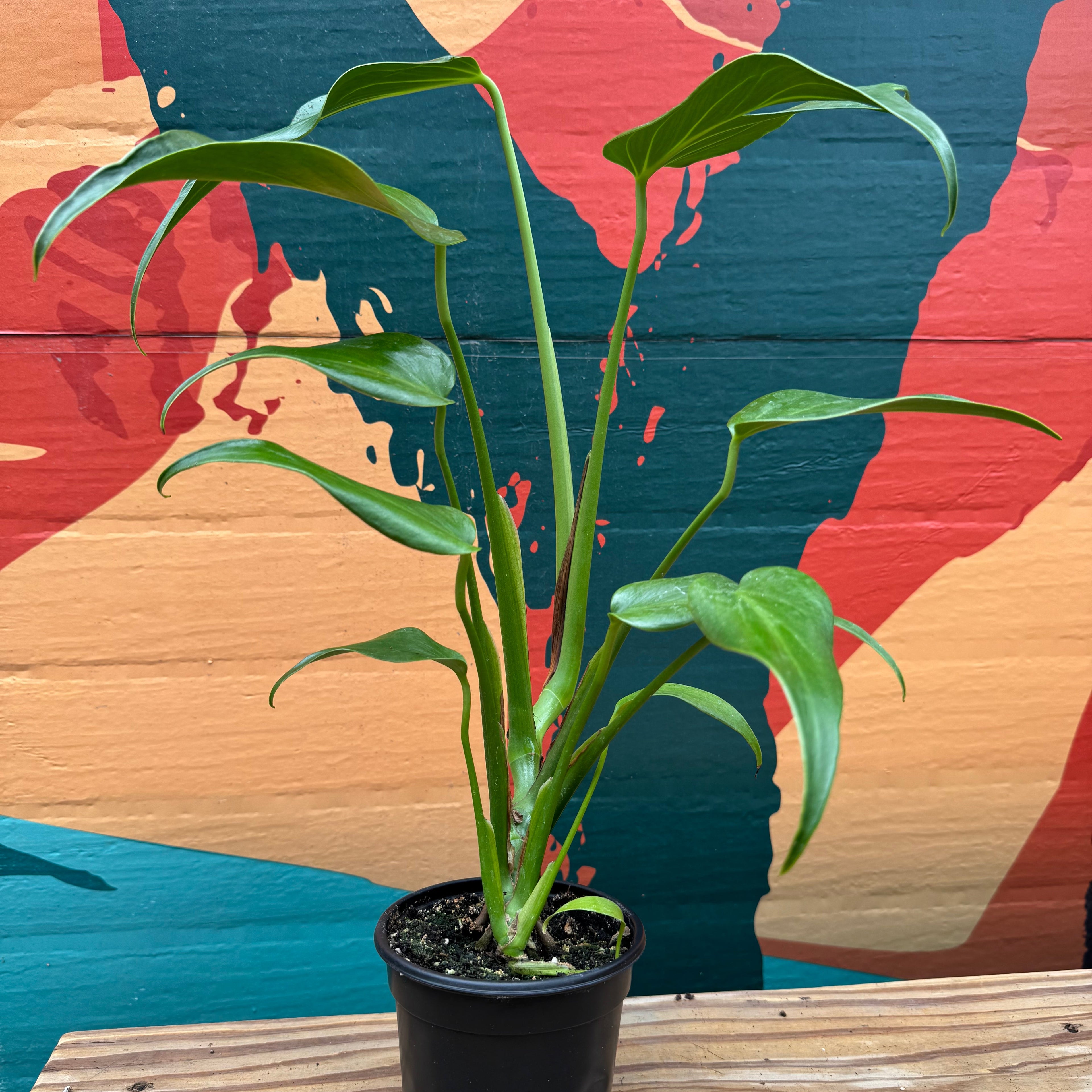 Monstera Burle Marx Flame