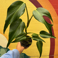 Monstera Burle Marx Flame