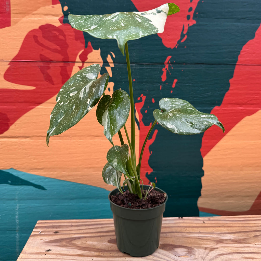 Monstera 'Thai Constellation'